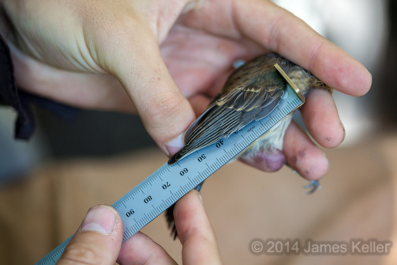 Measuring the wing.