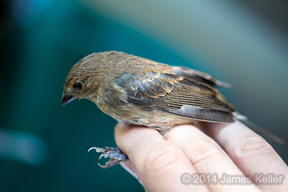 Indigo Bunting.