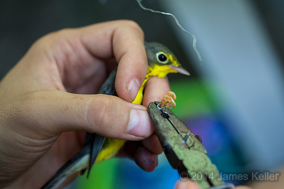 Another Canada Warbler