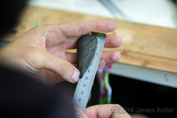 Measuring the wing.
