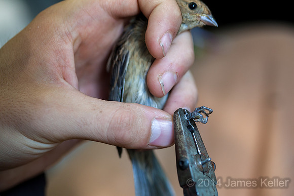 Banding