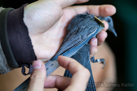 Measuring the wing.