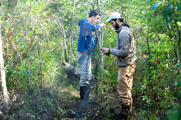 Removing a Catbird.