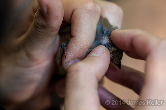 Checking for ossification (immature or adult).