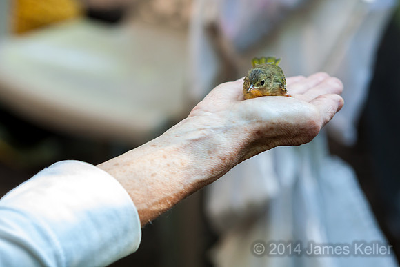 Releasing the bird.