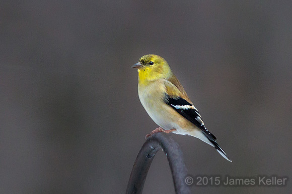 American Goldfinch