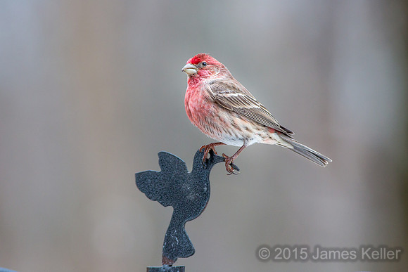House Finch