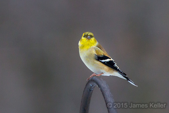 American Goldfinch