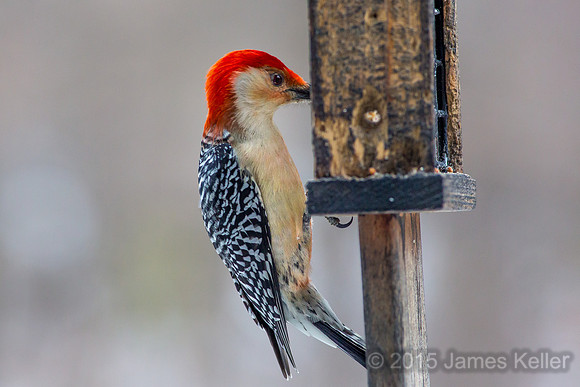 Red-bellied Woodpecker (male)