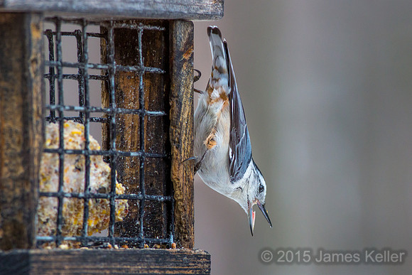 White-breasted Nuthatch