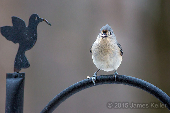 Tufted Titmouse