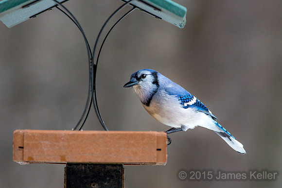 Blue Jay