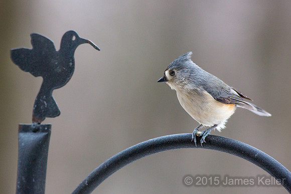 Tufted Titmouse