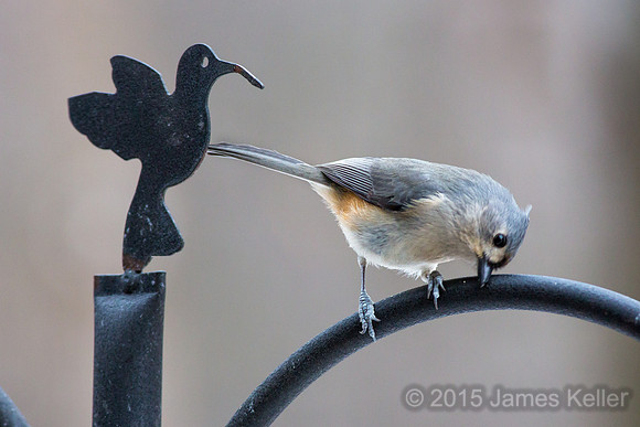 Tufted Titmouse