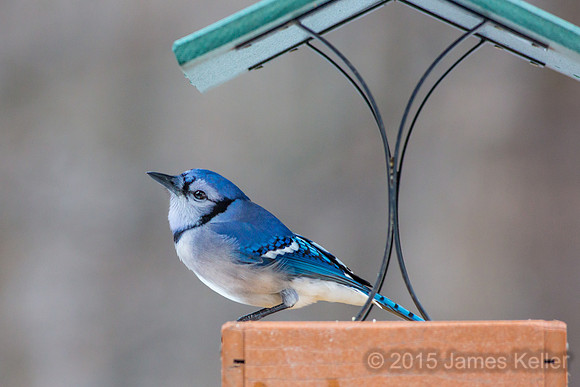 Blue Jay