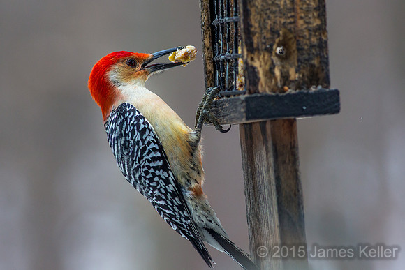 Red-bellied Woodpecker (male)