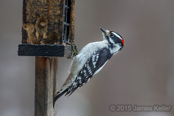 Downy Woodpecker (male)