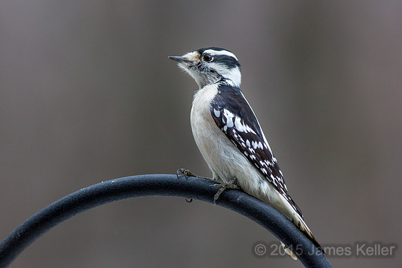 Downy Woodpecker (female)