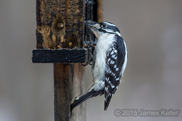Downy Woodpecker (female)