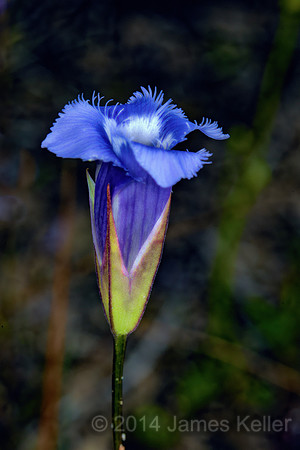 _MG_5959-Edit-5