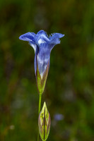 Fringed Gentians 08-14