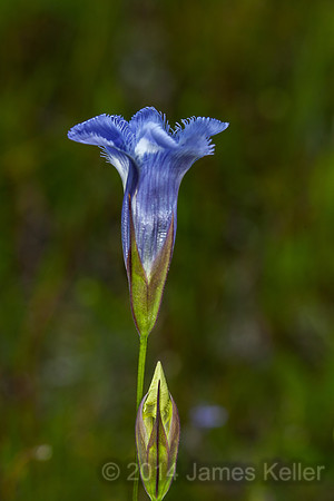 _MG_5910