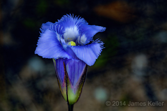 _MG_5951-Edit-5