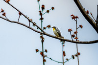 YT Warbler