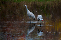 Campus Birds 10-22-14