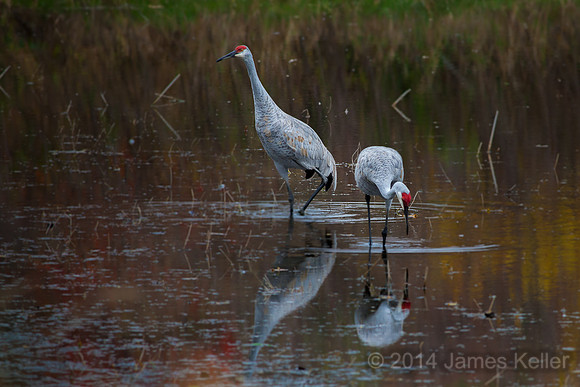 Sandhill Cranes