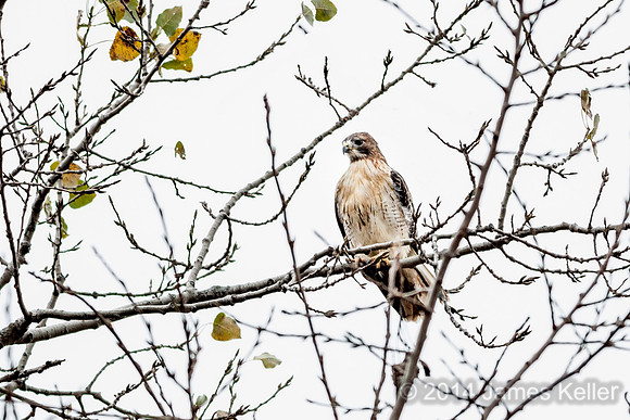 Red-tailed Hawk