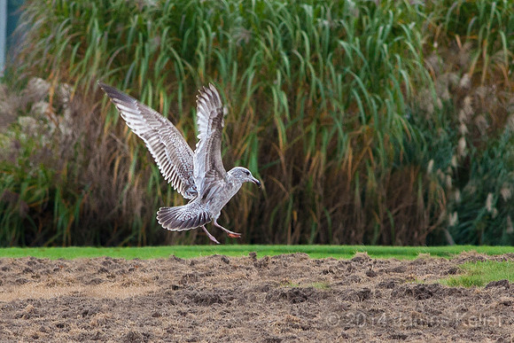 Herring Gull