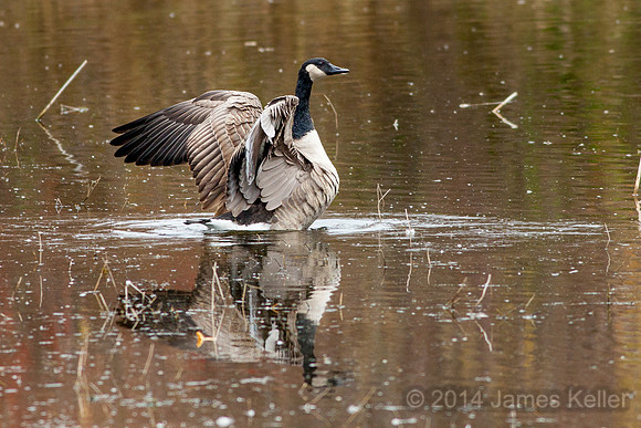 Canada Goose