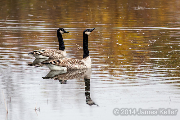 Canada Geese