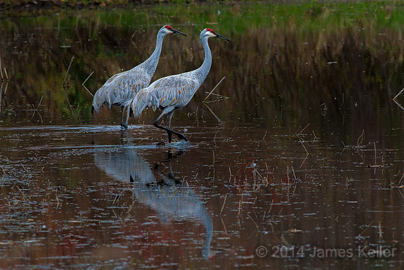 Sandhill Cranes