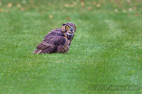 Great-horned Owl