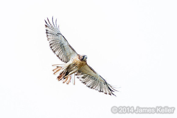 Red-tailed Hawk