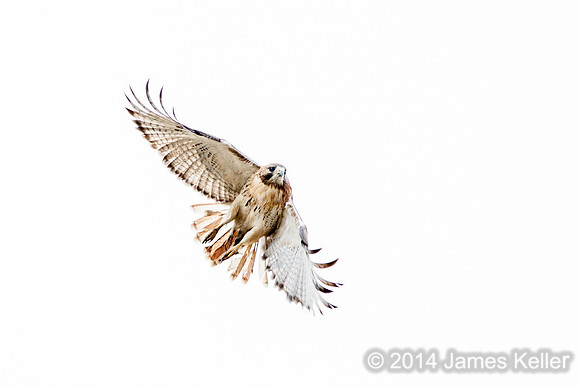 Red-tailed Hawk