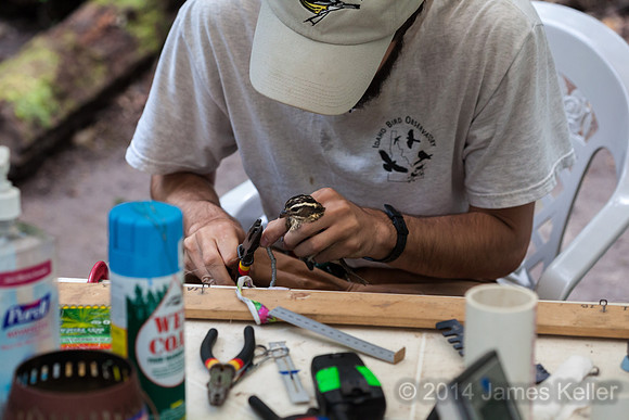 Banding a Rose-breasted Grosbeak