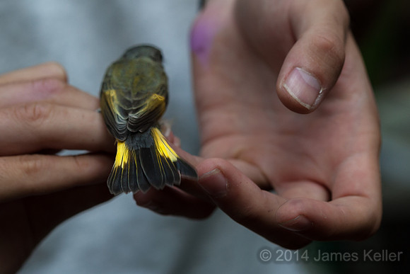 American Redstart #2