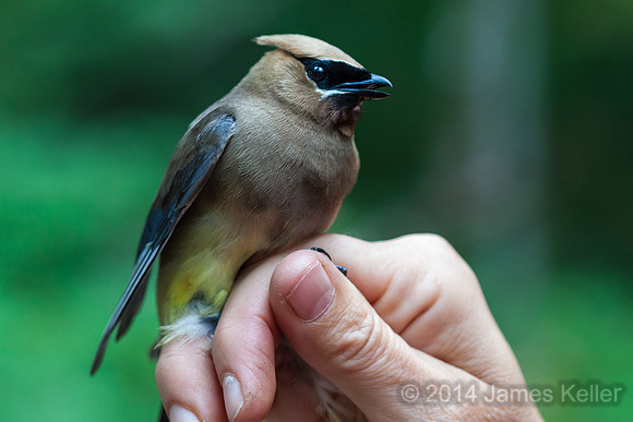 Cedar Waxwing