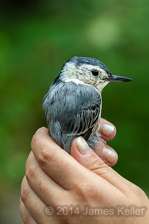 White-breasted Nuthatch