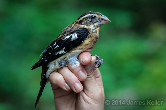 Rose-breasted Grosbeak