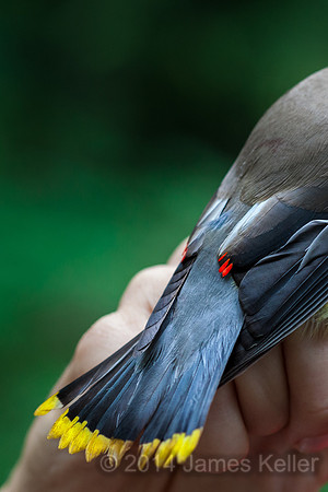 Cedar Waxwing