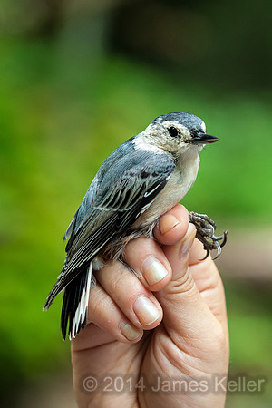White-breasted Nuthatch