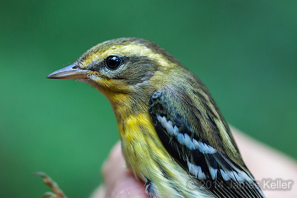 Blackburnian Warbler