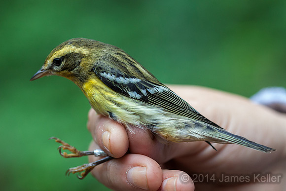 Blackburnian Warbler