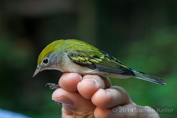 American Redstart #1