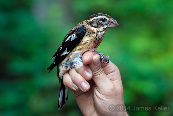 Rose-breasted Grosbeak