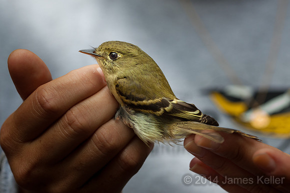 Yellow-throated Flycatcher